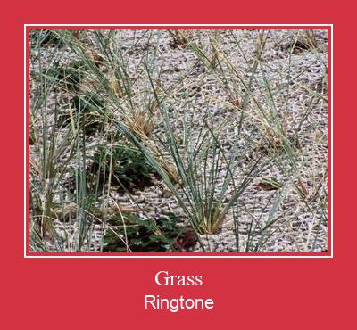 Grass रिंगटोन मुफ्त डाउनलोड करें