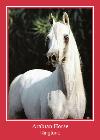 Arabian Horse vyzvánění