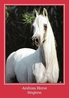 Arabian Horse రింగ్టోన్ ఉచితంగా డౌన్లోడ్ చేసుకోండి