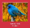 Strange Birds ರಿಂಗ್ಟೋನ್