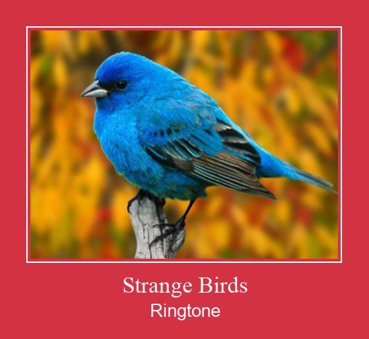 Strange Birds Ringtone Download Free