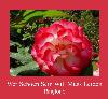 Wer Schoen Sein Will Muss Leiden ரிங்டோன்