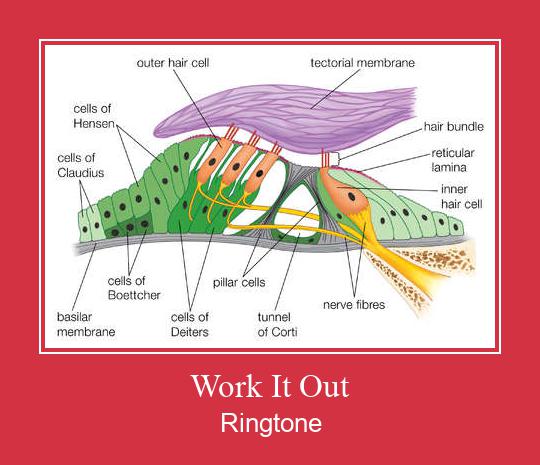 Work It Out Ringetone Download GRATIS.