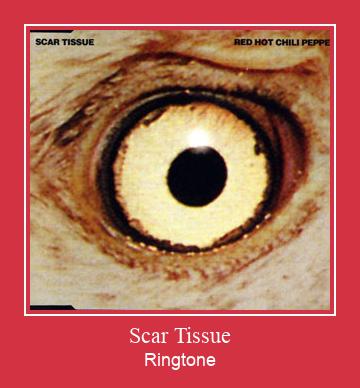 Scar Tissue Ringtone Завантажити безкоштовно