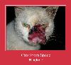 Cats From Space sonnerie