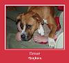 Boxer ringtone