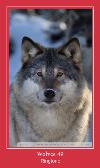 Wolves 49 zil