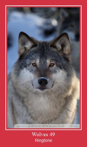 Wolves 49 Ringtone Download Free