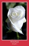 White Rose เสียงเรียกเข้า