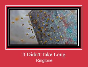 It Didn't Take Long Ringtone Download Free