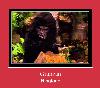 Gitarzan ringtone