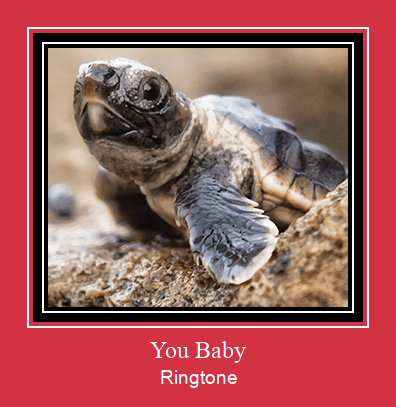 You Baby Ringtone Descărcați gratuit