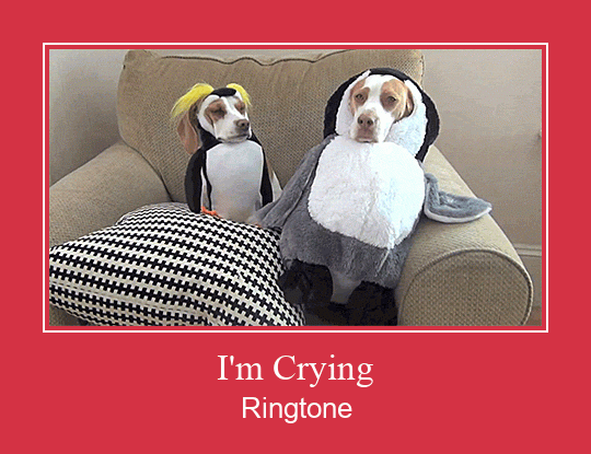 I'm Crying Ringtone Descărcați gratuit