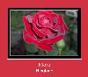 More রিংটোন
