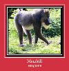Mandrill рингтон
