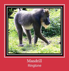 Mandrill Vyzvánění ke stažení zdarma