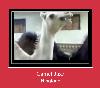 Camel Jazz suoneria