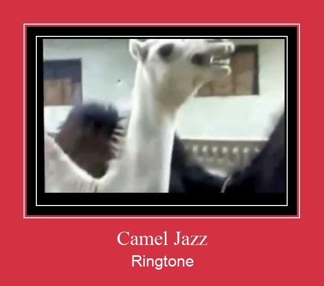 Camel Jazz צלצול הורד חינם