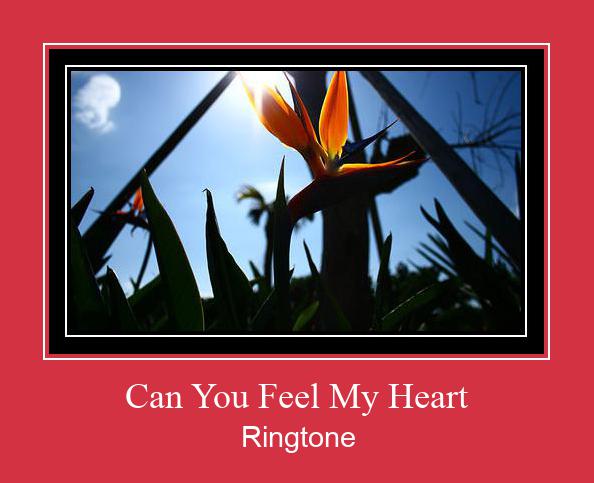 Can You Feel My Heart Ringtone allalaadimine tasuta