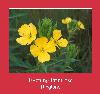 Evening Primrose রিংটোন