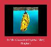 In My Cocoon (Original Mix) beltoon
