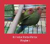 It Birds Birds Birds!  tono de llamada
