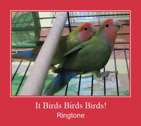 It Birds Birds Birds!  Csengőhang letöltés ingyenes
