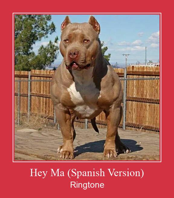 Hey Ma (Spanish Version) צלצול הורד חינם