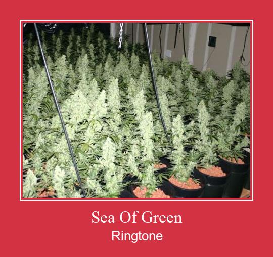 Sea Of Green Klingelton kostenlos downloaden. Sea Of Green Klingelton kostenlos downloaden.