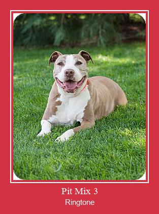 Pit Mix 3 Nhạc chuông tải miễn phí Pit Mix 3 Nhạc chuông tải miễn phí